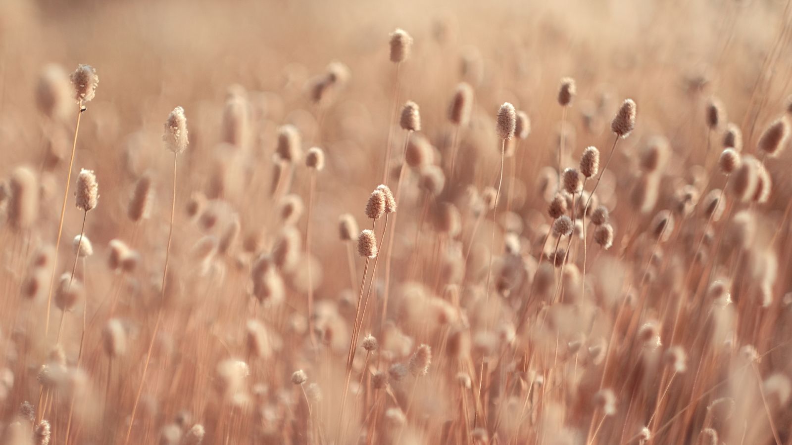 Consumo gusto - En busca de la belleza -  06/06/23 - Escuchar ahora