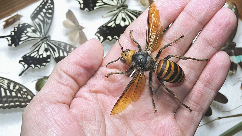 La ciencia que nos viene - Una investigaci�n de museo - Escuchar ahora