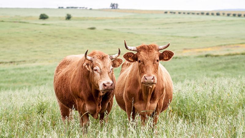 Más cerca - Veterinarios de CyL: "No se deben rebajar los controles" - Escuchar ahora