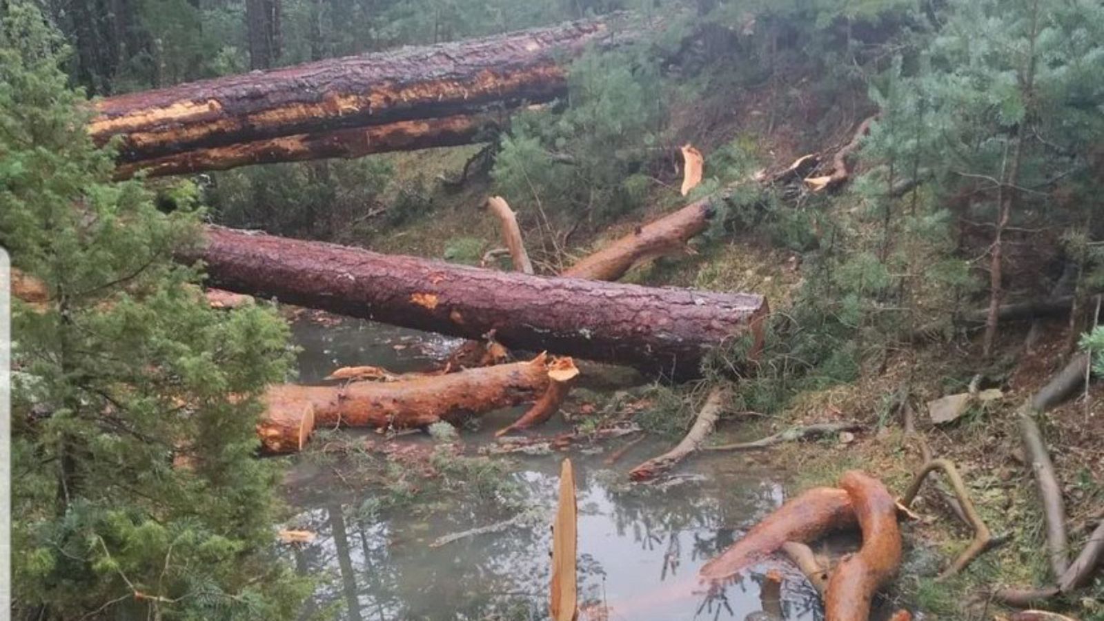 RadioActivas en Radio 5 - 'Sos Montes Universales' contra las talas masivas - 07/06/23 - Escuchar ahora