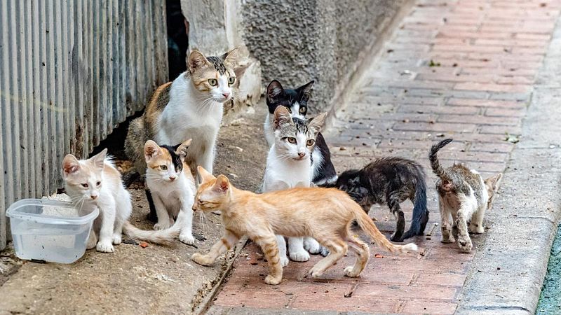 De Boca a Orella - Espai d'antrozoologia amb Paula Calvo. Escolta ara. 