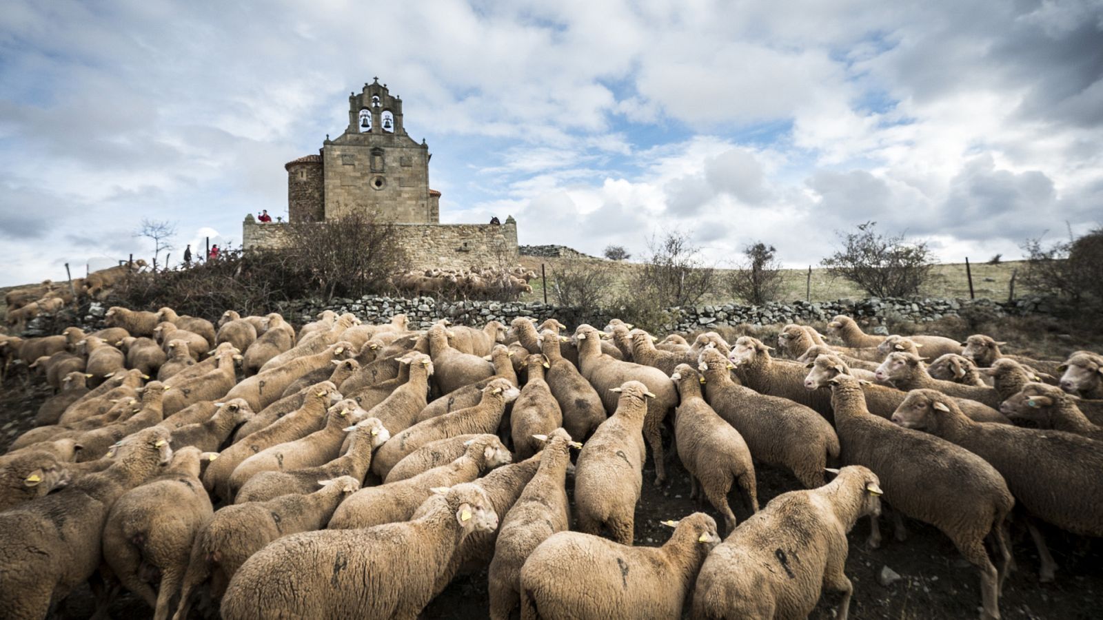 Vida verde - La llamada de urgencia de los pastores trashumantes - 10/06/23 - escuchar ahora