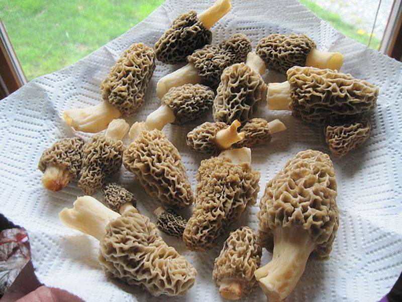 Avui Sortim - Cassola de llu i plats amb mrgola amb Carme Ruscalleda