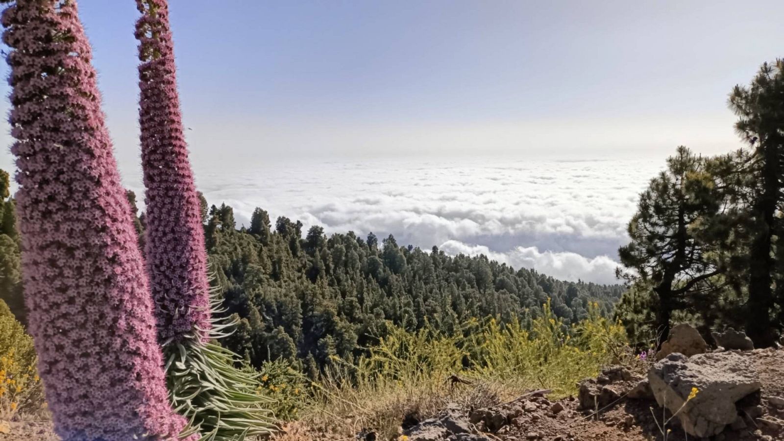 10.000 lugares para viajar con Ángela Gonzalo - La Palma, la isla de los colores - 10/06/23 - Escuchar ahora