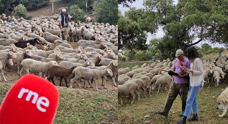 Más cerca - Pastores trashumantes en busca de agua y alimento - Escuchar ahora