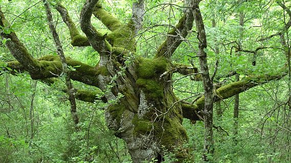 El bosque habitado