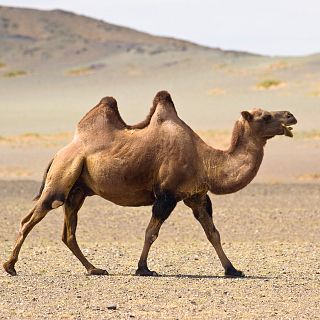 Instinto animal en Radio 5