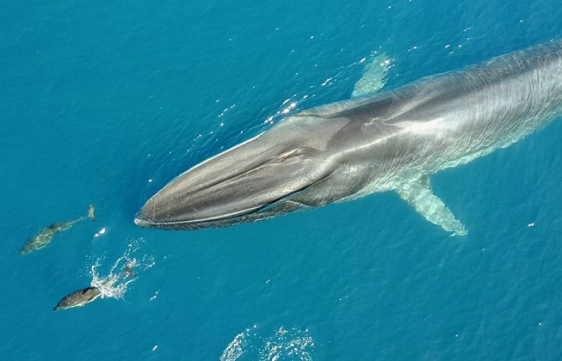 La ballena rorcual en nuestras costas 16/6/2023 - escuchar ahora