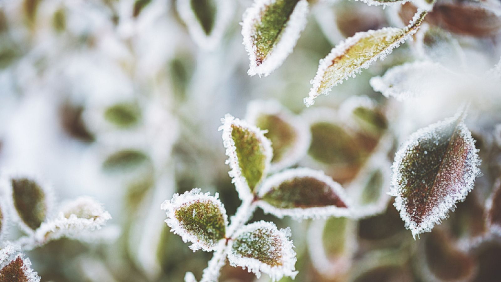 Longitud de onda - Escalofríos de la música - 16/06/23 - escuchar ahora