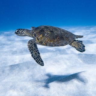 Contaminació sonora al mar