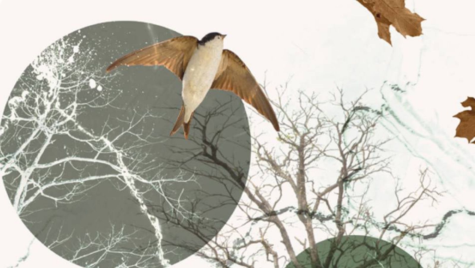 La hora azul - Lenguas en los árboles - 19/06/23 - escuchar ahora