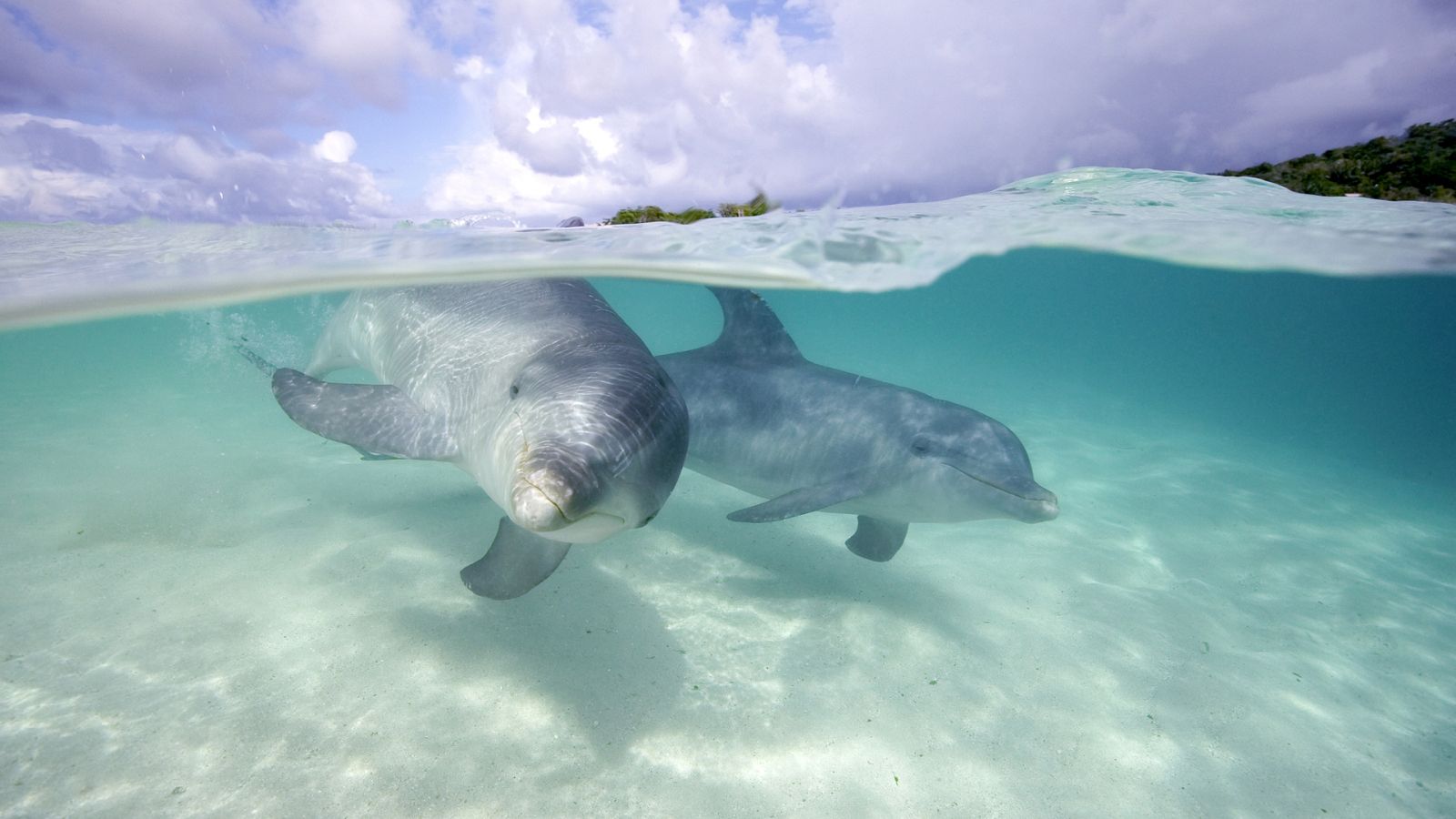 Vida verde - Contaminación acústica en el mar y presión en el litoral - 24/06/23 - escuchar ahora
