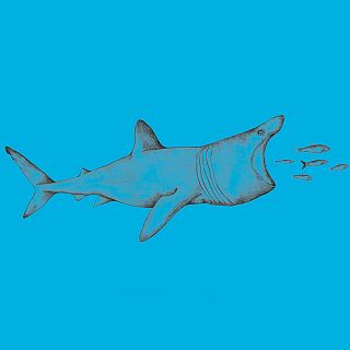 Escriure com peixos, pensar com ocells