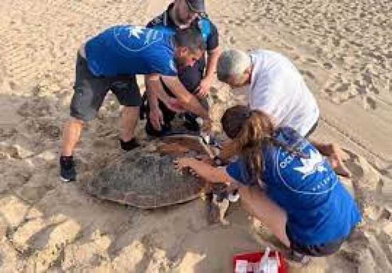 Tortugas en la playa de Gandía 22/6/2023 - escuchar ahora