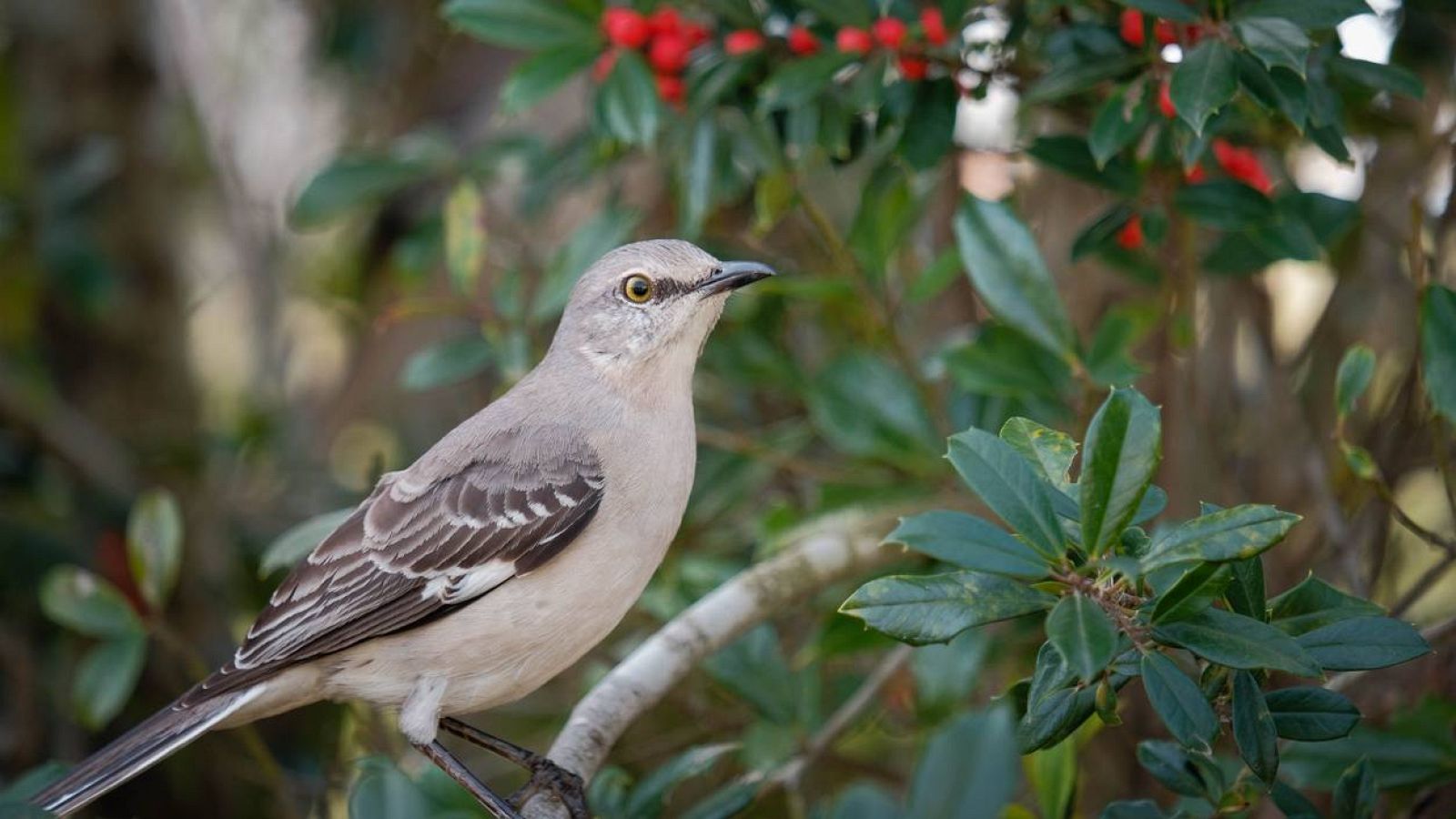 Longitud de onda - La calandria, maestra de la imitación - 21/06/23 - escuchar ahora