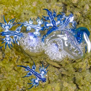 Instinto animal en Radio 5