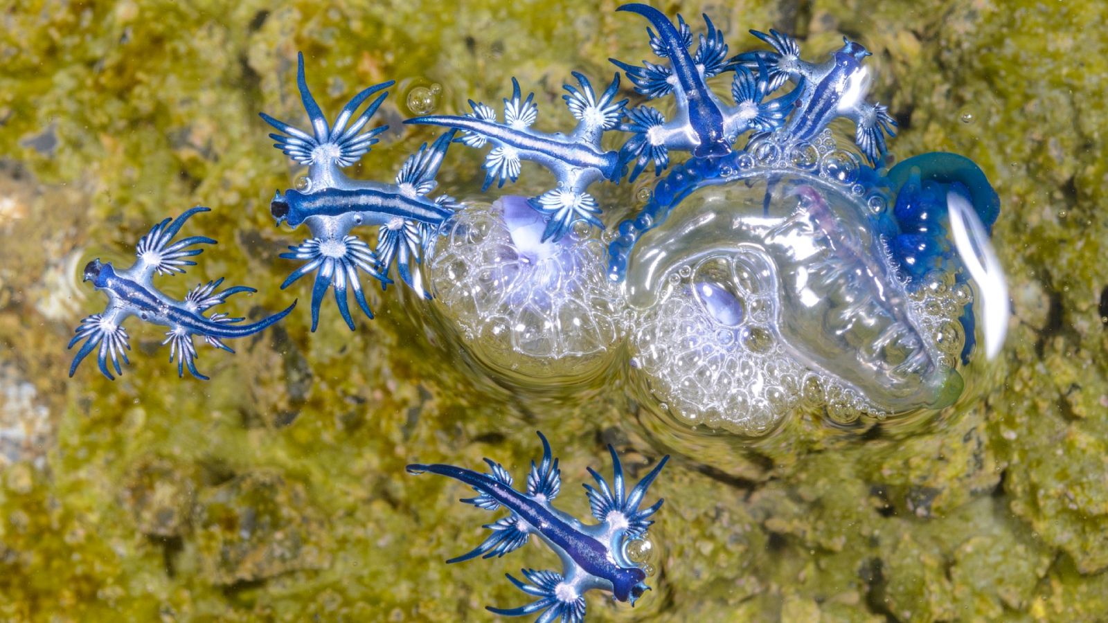 Instinto animal - Dragón azul - 24/06/2023 - Escuchar ahora