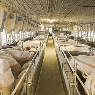 Cremem greix animal al cotxe com a biocombustible