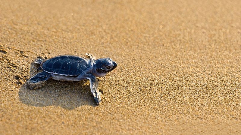 El gallo que no cesa - El vuelo de la alondra: Las tortugas bobas anidan en España - Escuchar ahora