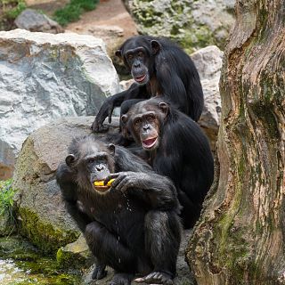 Instinto animal en Radio 5