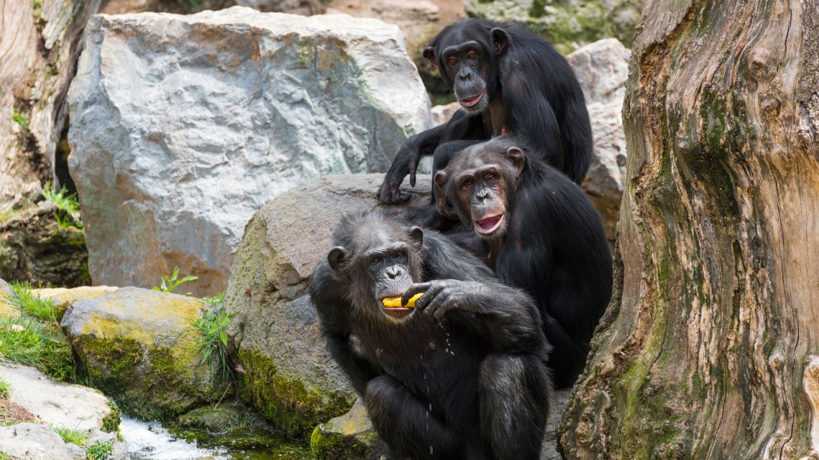 Instinto animal - Grandes simios: Chimpancés - 08/07/2023 - Escuchar ahora