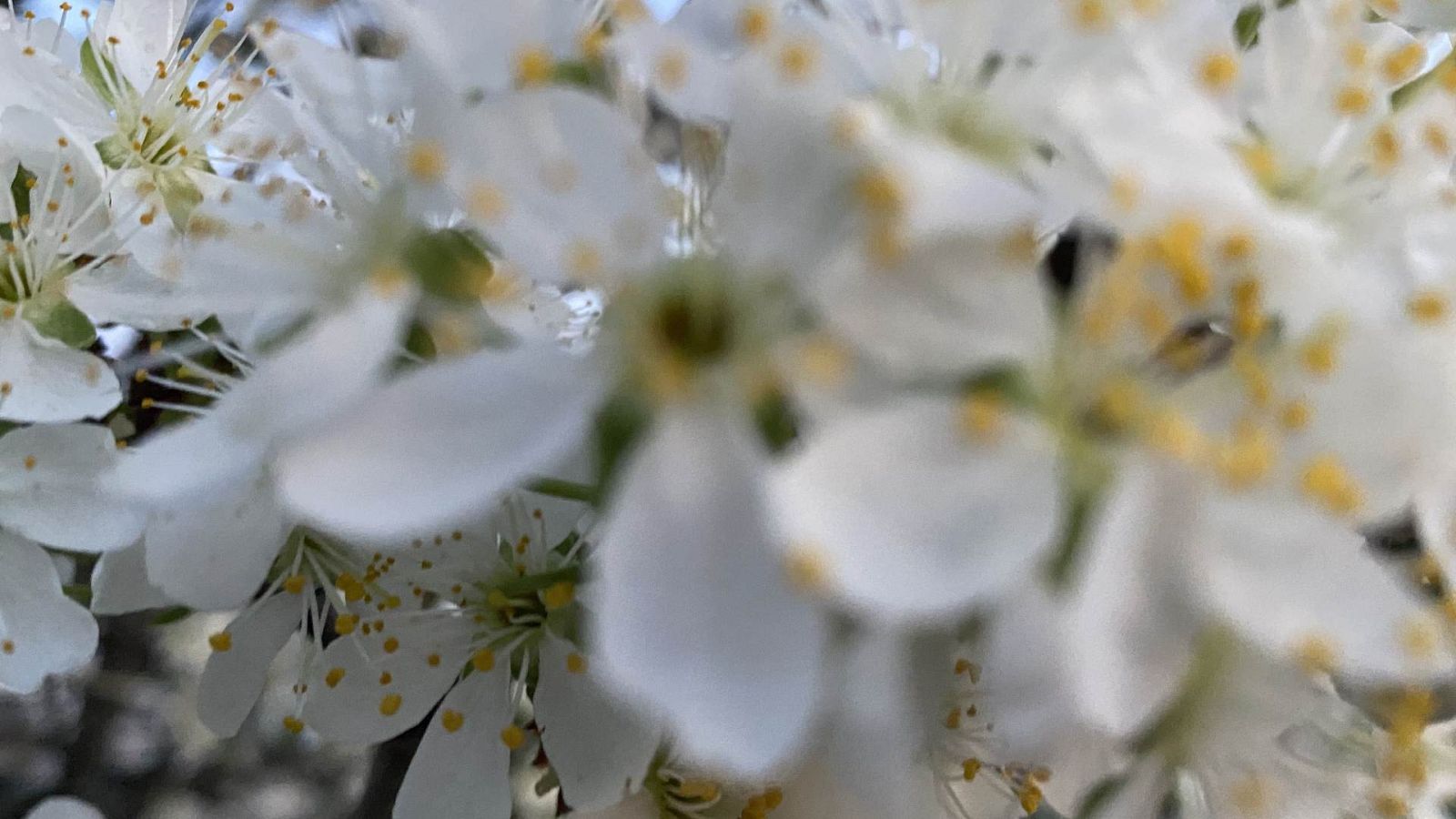 Músicas posibles - Juro que vi flores - 02/07/23 - escuchar ahora