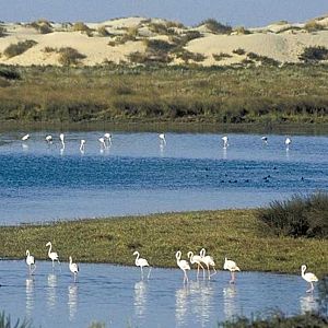 Europa abierta - Europa abierta - 260.000 firmas en la UE contra la ley de regadíos de Doñana - Escuchar ahora