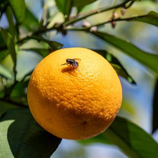 La firma I María Blasco: la mosca de la fruta