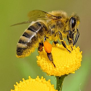 Declivi de les abelles, festivals certificats i ZOOXXI