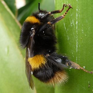 En defensa de les abelles salvatges
