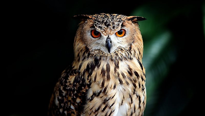 El gallo que no cesa - Ciencia ciudadana para el seguimiento de las aves nocturnas - Escuchar ahora