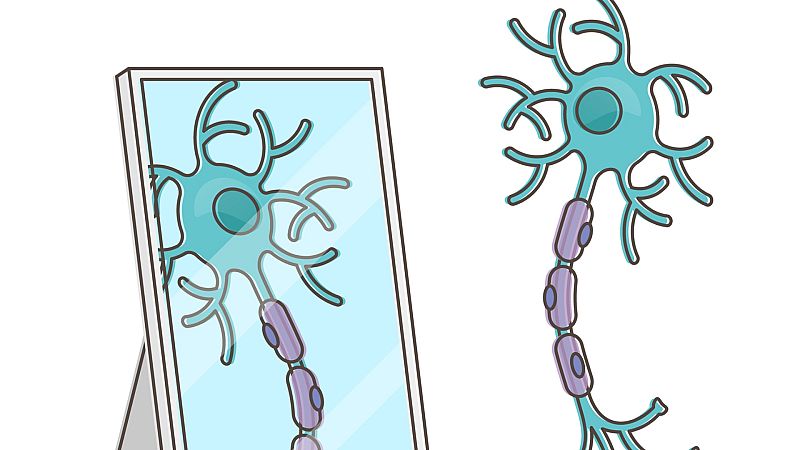 Por tres razones - 'Así somos': Qué son las neuronas espejo y para qué sirven - Escuchar ahora