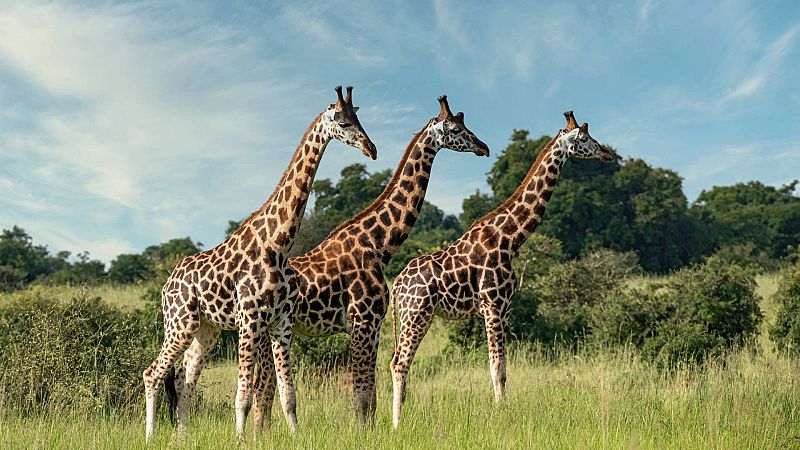 Instinto animal - Jirafas - 15/07/23 - Escuchar ahora