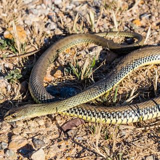 Historias de serpientes