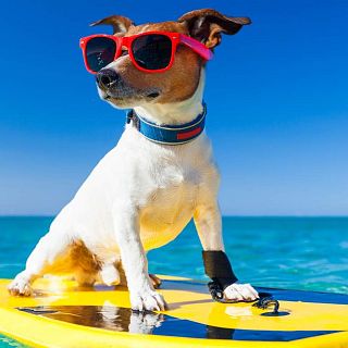 Consells per l'estiu amb les nostres mascotes