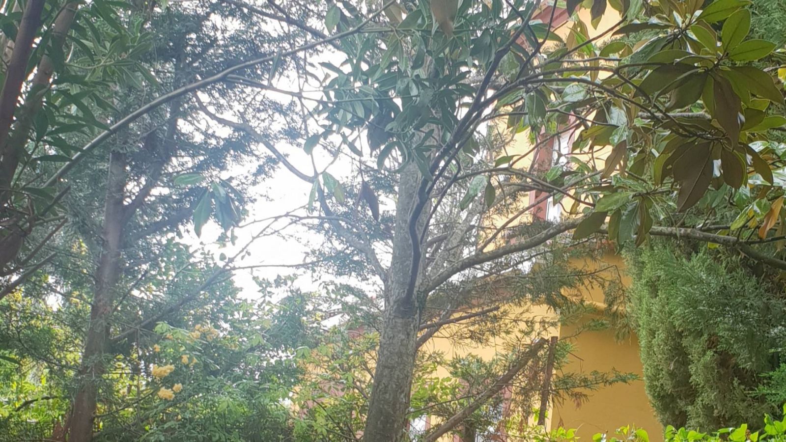 Luz de Sefarad - Viashe Poétiko a Sefarad: Djduería i arvolés - 22/07/2023 - Escuchar ahora