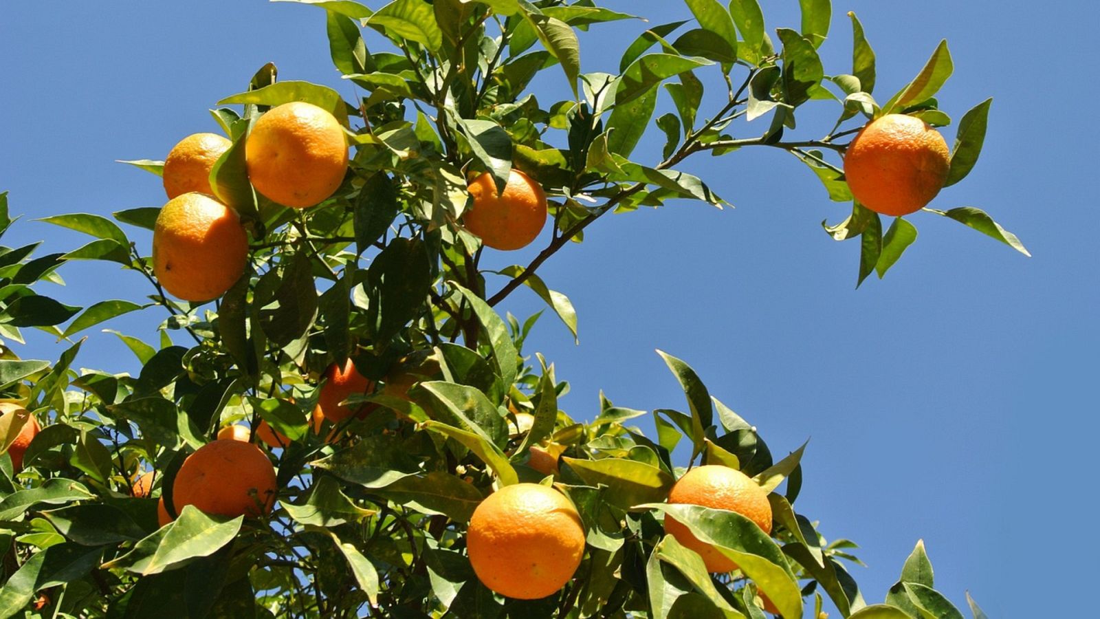 Esto me suena - Las naranjicas - Escuchar ahora