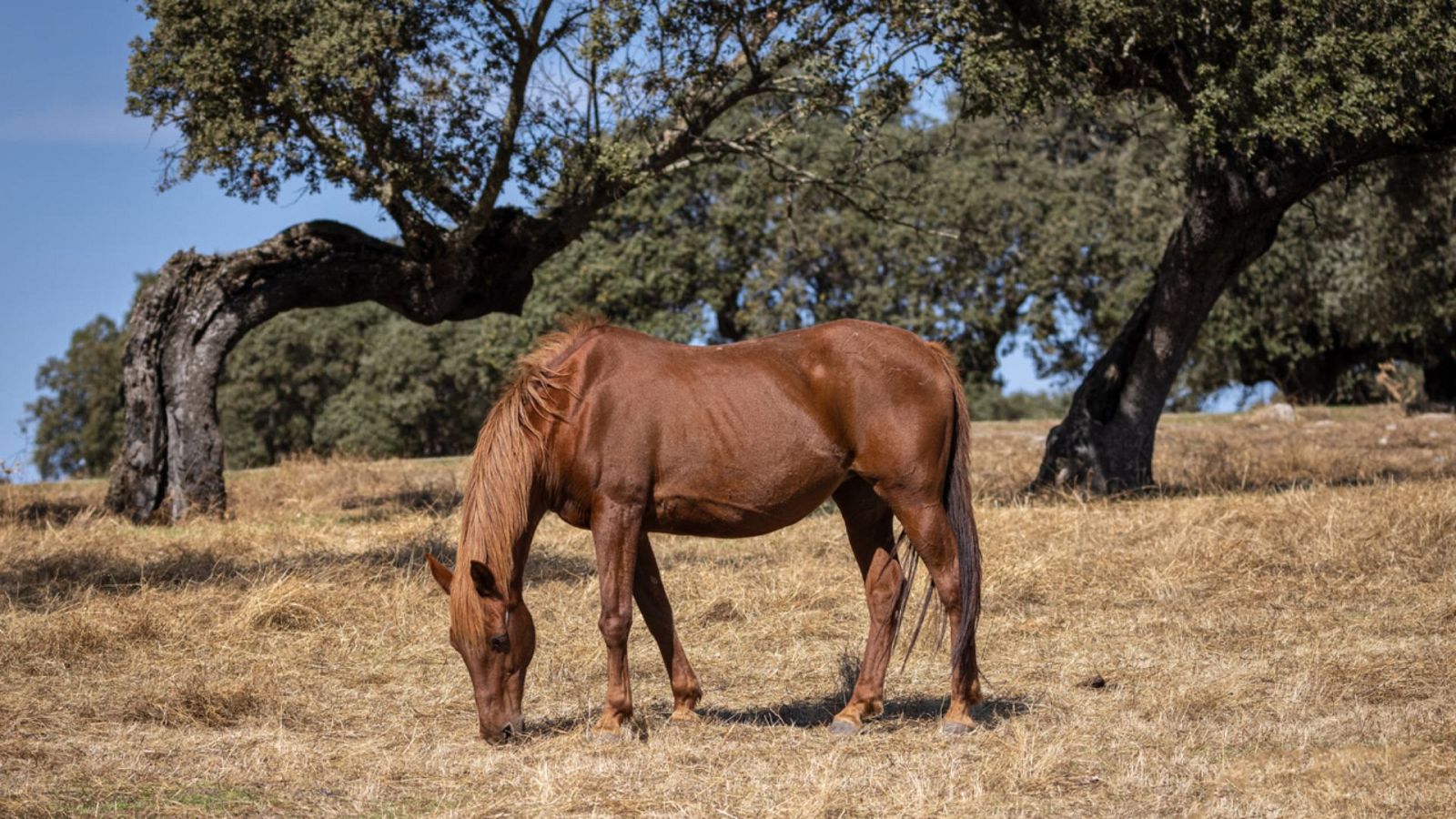 Reportajes Emisoras - Guadalajara - Taurus - 25/07/23 - escuchar ahora