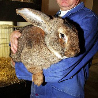 El gallo que no cesa