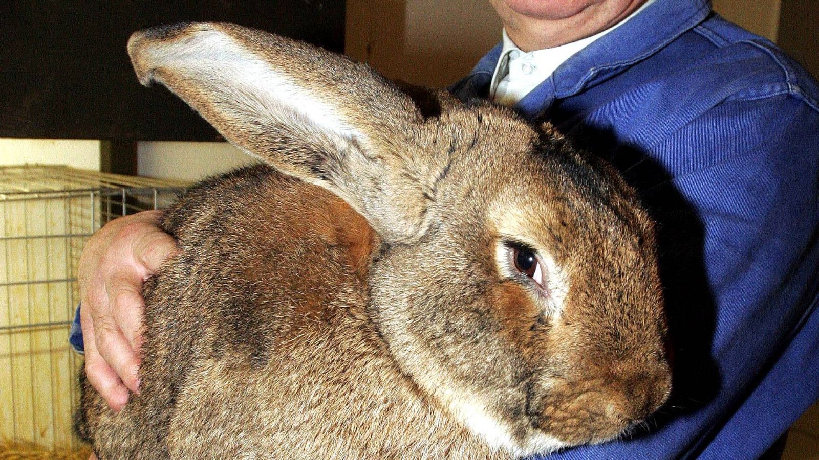 El gallo que no cesa - Huella y lupa: Conejos híbridos en España - Escuchar ahora