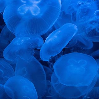 Carabela portuguesa, un fen�meno cada vez m�s frecuente