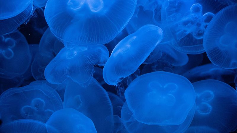 Las Mañanas de RNE - Elena Mauriño, bióloga: "Medusas y carabelas portuguesas son muy importantes en el equilibrio de los ecosistemas marinos" - Escuchar ahora