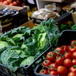 El gallo que no cesa