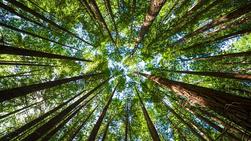 Carmen Huidobro y Belén Hinojar sobre la eliminación de zonas verdes en ciudades - Escuchar ahora