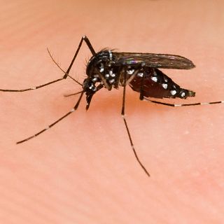 El gallo que no cesa