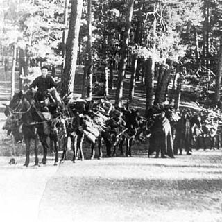 En el coraz�n del bosque