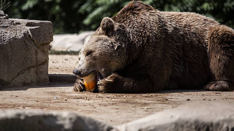 Reportaje Emisoras - Ponferrada - Población de osos pardo en Castilla-León - 03/08/23 - Escuchar ahora
