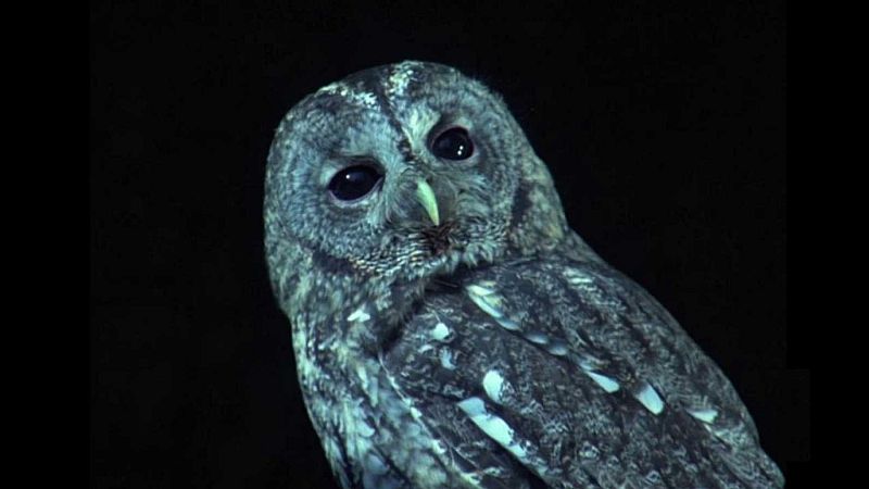 Gente despierta - Las rapaces nocturnas - Escuchar ahora