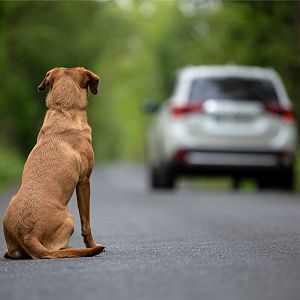 Reportajes en Radio 5 - Reportaje en Radio 5 - Abandono animal - 06/08/2023 - Escuchar ahora