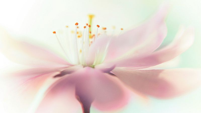 Noches en los jardines - Suavidad y belleza - 07/08/23 - escuchar ahora